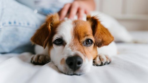 Vater, Mutter, Hund: Werden Hunde zum Kinderersatz?