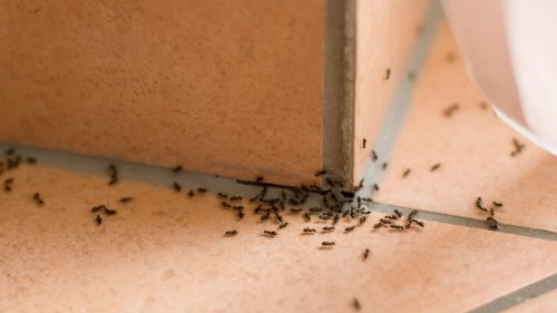 Was hilft gegen Ameisen? Mit diesen Mitteln stoppen Sie den Befall in Haus und Garten