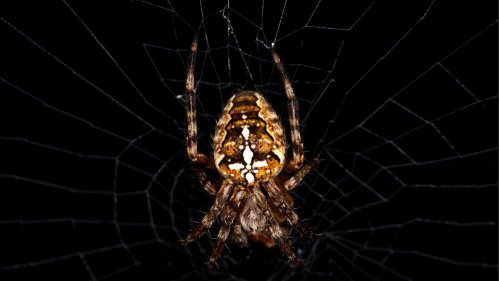 Warum sprechen wir vom "Altweibersommer" – und was haben Spinnen damit zu tun?