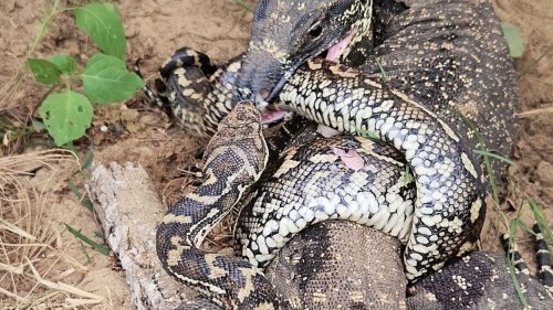 Python kämpft gegen Riesenechse – und zahlt dafür mit seinem Leben 