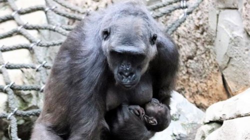 Trauer im Zoo Leipzig: Gorilla Kio stirbt während einer Untersuchung