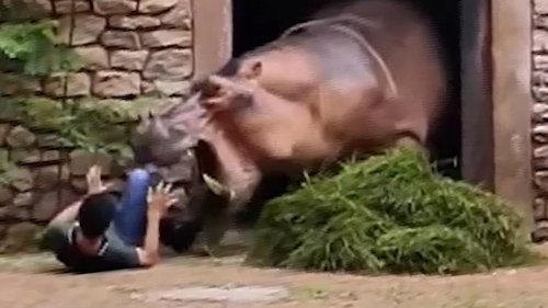 Tierpfleger will Nilpferd-Kampf schlichten – das wird ihm beinahe zum Verhängnis