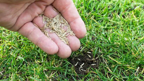 Rasensamen (schnellkeimend) für 15 statt 25 Euro: Die Garten-Deals am Mittwoch