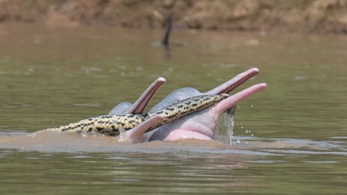 Forscher beobachten bizarres Schauspiel: Flussdelfine spielen mit Anaconda