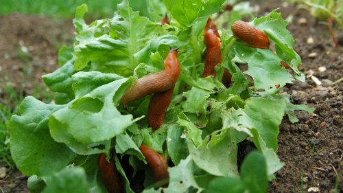 Nacktschnecken in den Beeten? Diese Methoden helfen gegen einen Befall