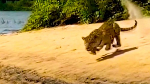 Kaiman im Blick: Hungriger Jaguar gibt plötzlich Gas und setzt zum Sprung an