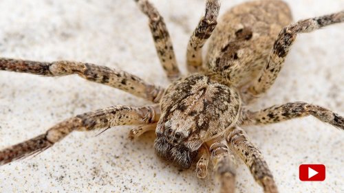 Nosferatu-Spinne – das sollten Sie tun, wenn Sie ein Exemplar in der Wohnung entdecken