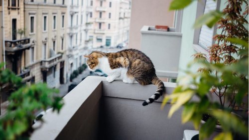 Balkon katzensicher machen: So kann Ihr Stubentiger gefahrlos frische Luft schnappen