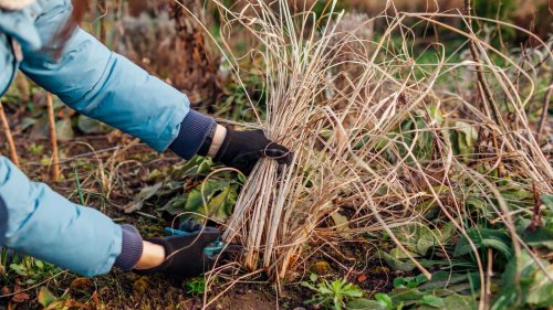Brauchen Ziergräser einen Rückschnitt – und wenn ja: wann genau?