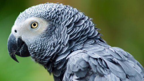 Eine Frau lässt ihr Tier alleine zuhause – der Papagei bestellt fleißig bei Amazon