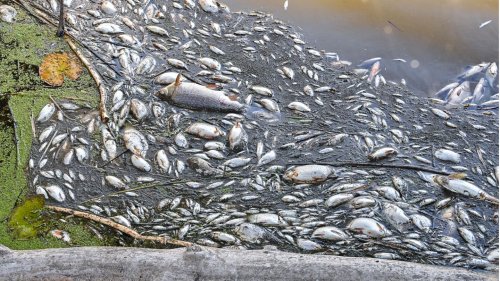 Massives Fischsterben in der Oder: Bilder einer "Umweltkatastrophe von noch nie dagewesenem Ausmaß"