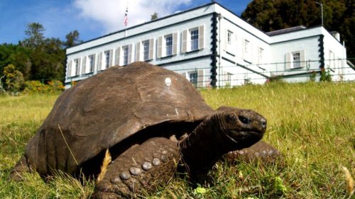 Die älteste Schildkröte der Welt wird 190 Jahre alt – mindestens