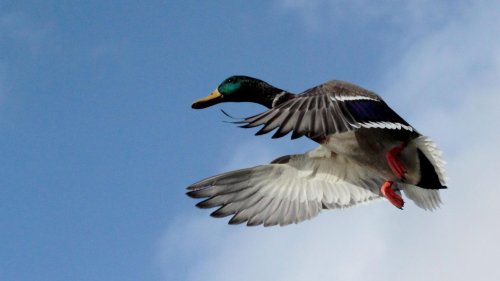 Ente mit 52 Stundenkilometern geblitzt – wohl nicht zum ersten Mal