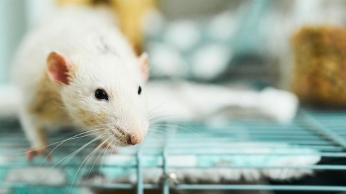 "An wie viel Farbstoff ersticken Ratten?": Verein kürt absurdeste Tierversuche