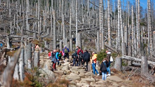 Waldbrand am Brocken: Dutzende Wanderer evakuiert