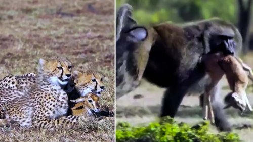 Geparden spielen mit Gazelle – da taucht ein Pavian auf und stiehlt ihnen die Beute
