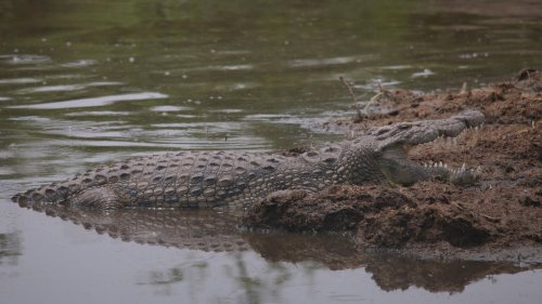 Vermeintliches Krokodil im Main sorgt für Polizei-Einsatz 