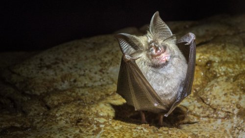 Schnecke, Unke, Fledermaus: Diese Tierchen sind der Albtraum von Bauherren