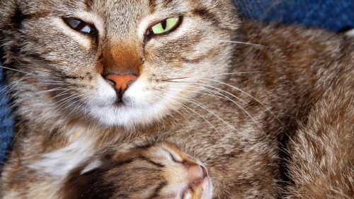 Drei Gründe, warum Katzen mit großer Sorgfalt ihren Schlafplatz platt treten