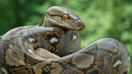 XXL-Reptil: US-Forscher finden riesige Python – mit gleich zwei Überraschungen im Bauch
