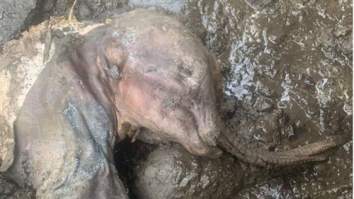 "Sie ist perfekt und wunderschön": Fast vollständig erhaltenes Mammutbaby in Nordamerika gefunden