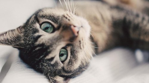 "Katzen sind absolute Meister darin, ihre Schmerzen zu verstecken" 