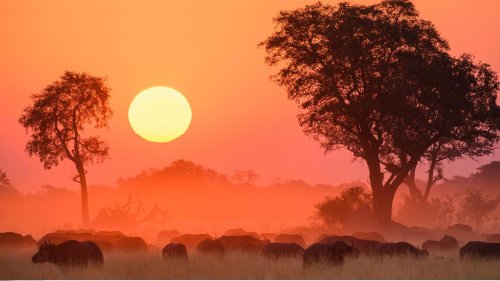 Hör mal, wer da schnaubt! – eine Safari in Botsuana ist auch ein Erlebnis für die Ohren