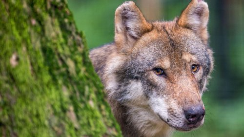 "Nicht mehr vom Aussterben bedroht": Streng geschützter Wolf in Tirol zum Abschuss freigegeben