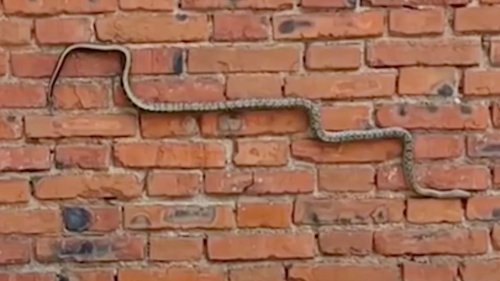 Wie im Handy-Spiel "Snake": Schlange gleitet über Häuserwand