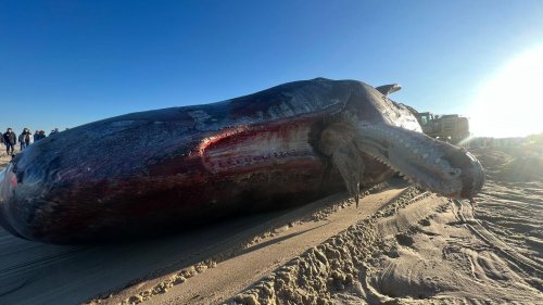 Daran starb der Pottwal in der Nordsee