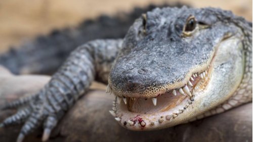 Baseball-Fan will mit seinem Therapietier ins Stadion – einem Alligator