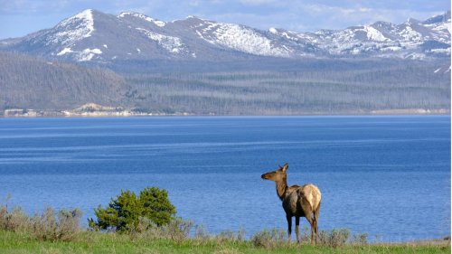 Touristen nehmen Elchkalb im Auto mit: Yellowstone ermahnt Besucher nach Serie von Fehlverhalten