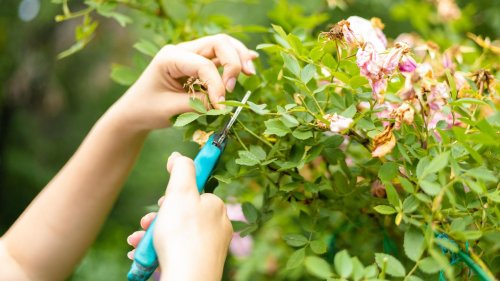 Gardena Rosengreifschere für 7 statt 17 Euro: Die Top Garten-Deals am Montag