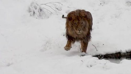 Raubkatze im Schnee: Die traurige Geschichte von Löwe "Gjon"