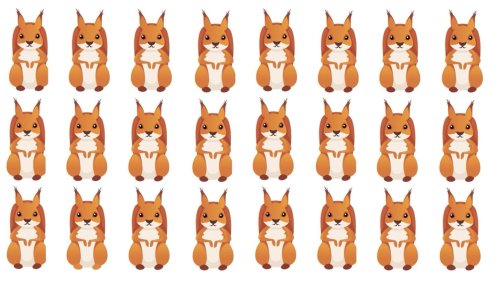 Schwieriges Suchbild: Eines dieser Eichhörnchen sieht anders als der Rest – können Sie es entdecken?