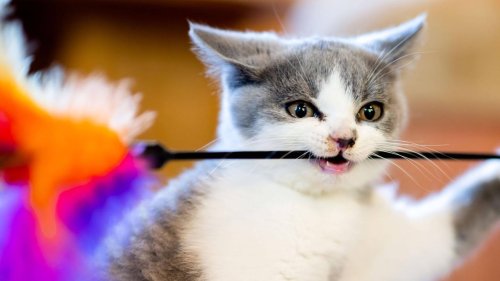 Tipps einer Tierärztin: Warum Sie regelmäßig mit Ihrer Katze spielen sollten