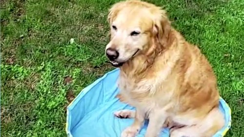 Dreiste Mogelpackung: Frau kauft für ihren Hund einen Swimmingpool – und wird bitter enttäuscht