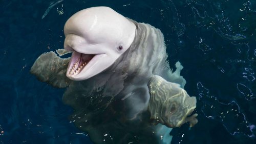 Mutmaßlicher Spionage-Wal verlässt Norwegen – und schwimmt in Richtung Schweden