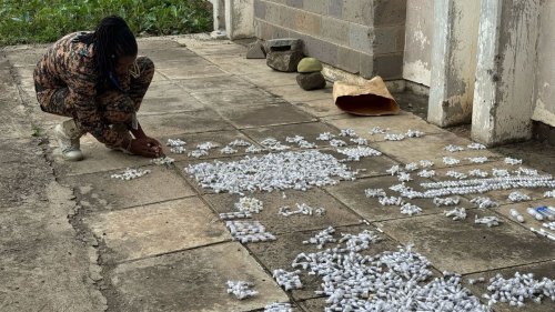 Sie schmuggelten 5000 Ameisen: Belgische Teenager in Kenia angeklagt