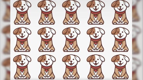 Augentest: Finden Sie den einen anderen Hund in nur 15 Sekunden?