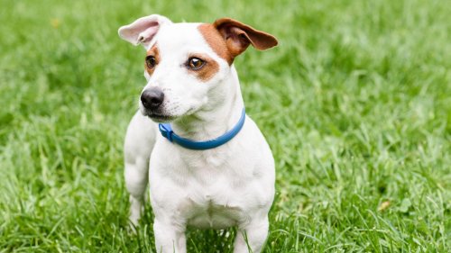 Zeckenhalsbänder für Hunde: Wie sinnvoll ist der Einsatz? Das sagt die Tierärztin