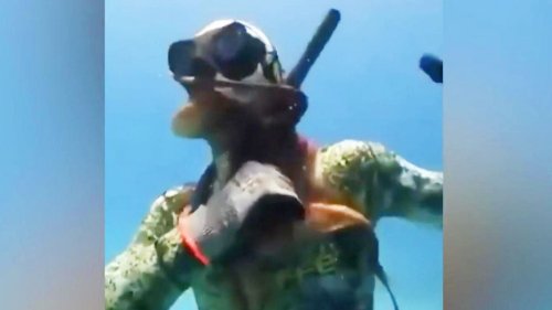 Taucher stört Oktopus – und bekommt harte Lektion