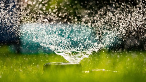 Rasen richtig bewässern: Warum die Regendusche sinnvoll und wichtig ist