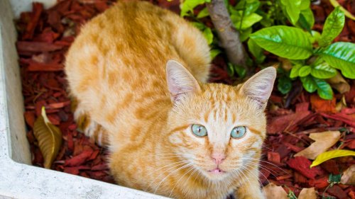 Katze Harriet ist wieder aufgetaucht – nach neun Jahren auf Wanderschaft