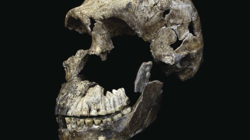 Forscher finden älteste Begräbnisstätte der Welt – Entdeckung könnte unser Verständnis der Evolution verändern