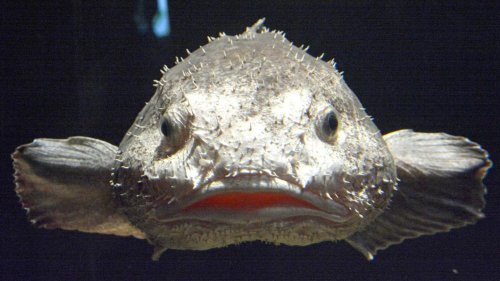 Einst "hässlichstes Tier der Welt", jetzt Fisch des Jahres