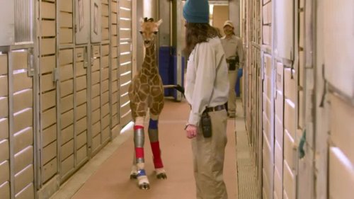 Mit verbogenen Beinen geboren: Ärzte retten Baby-Giraffe mit besonderen Prothesen