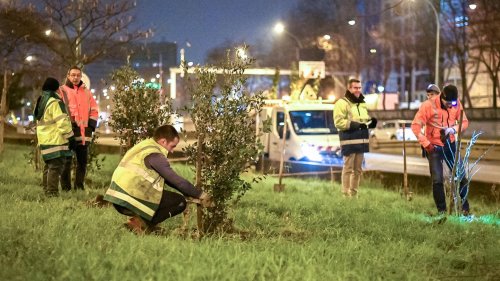 Bäume pflanzen im Akkord: Wie sich Paris auf das Leben mit Temperaturen von 50 Grad vorbereitet 