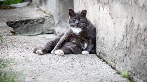 Katzen haben einen kleinen Schwabbelbauch – weil sie ihn brauchen