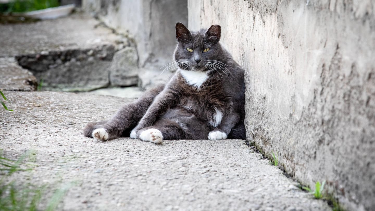Katzen haben einen kleinen Schwabbelbauch – weil sie ihn brauchen
